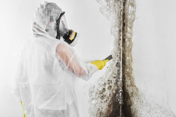 Professional Mold Removal in Vineyards, FL