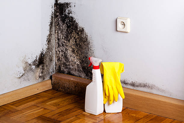 Best Commercial Mold Removal  in Vineyards, FL