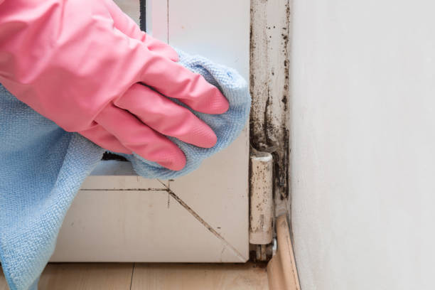 Best Local Mold Removal Service  in Vineyards, FL